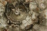 Polished Petrified Wood (Araucaria) Round - Madagascar #376819-1